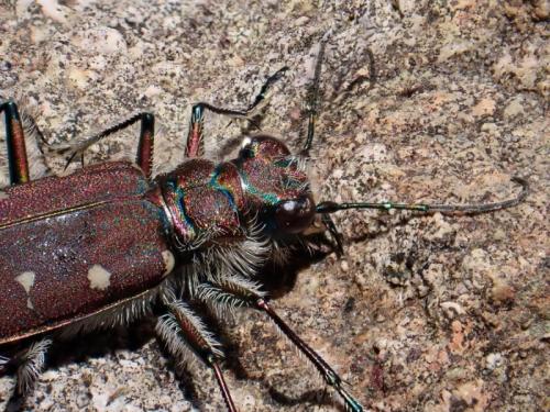 Cicindela duodecimguttata